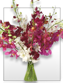 Touch of Zen - Assorted Orchids Bouquet